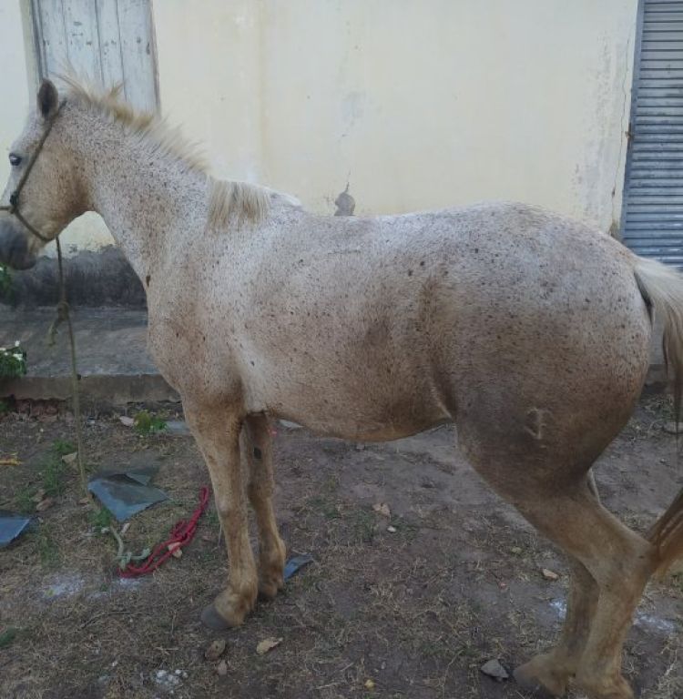 Com Informações: G1 Piauí 