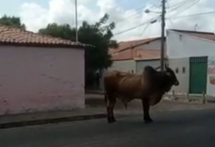 Com Informações: Jornal da Parnaíba 