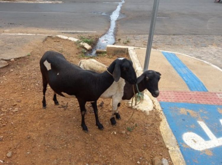 Com informações: Meio Norte