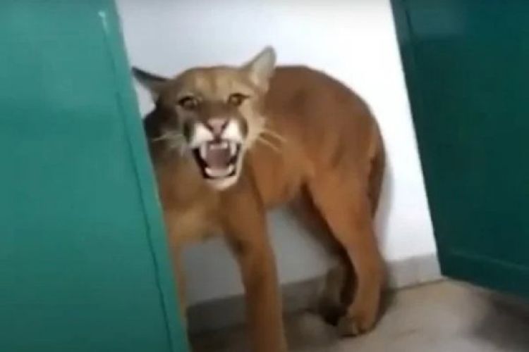 Imagem: Reprodução