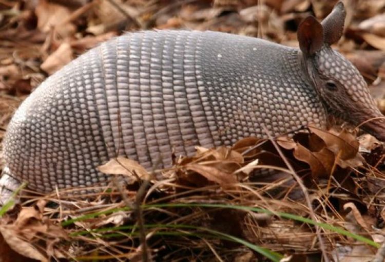 Adolescente morre vítima da 'doença do tatu' no Piauí; 02 estão internados (Foto: Reprodução)