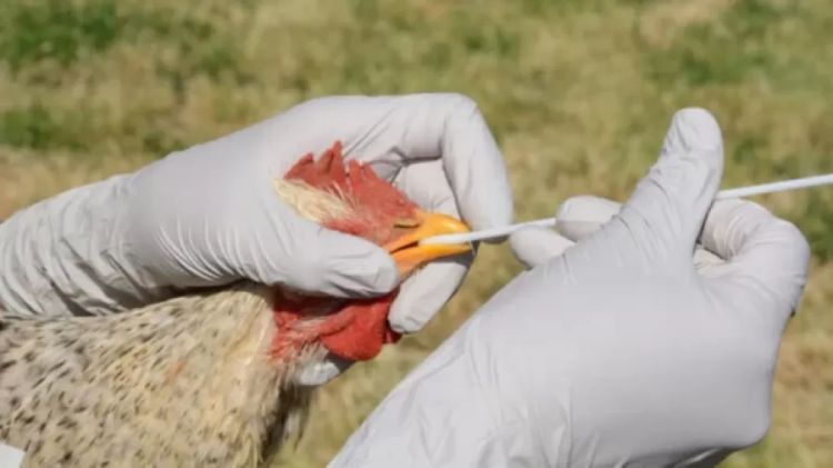 Adapi intensifica fiscalização e prevenção contra gripe aviária no Piauí | Reprodução