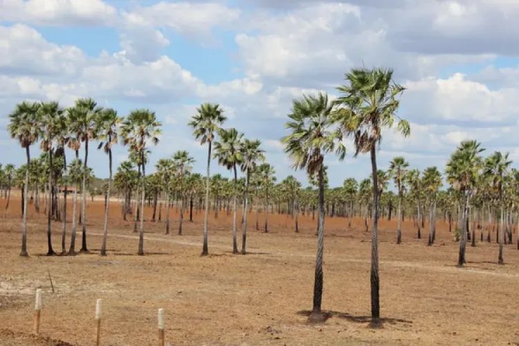 Carnaúbas em Campo Maior, no Piauí — Foto: Ellyo Teixeira / G1 PI
