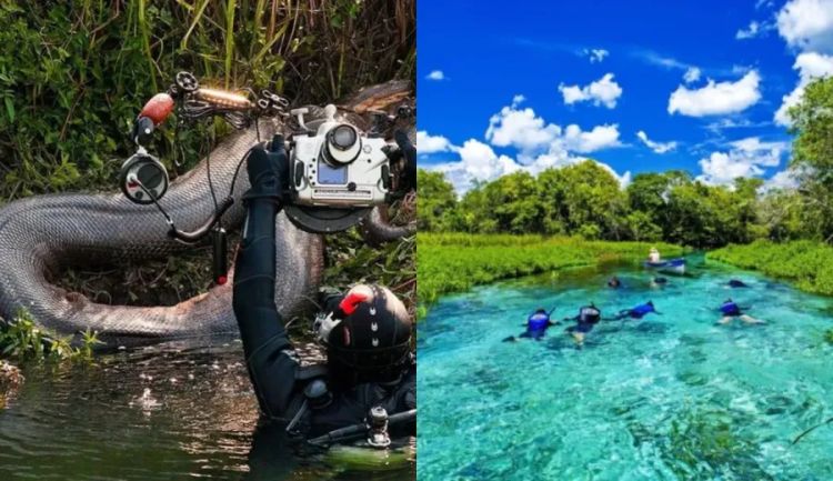Registros no rio Sucuri, em Bonito. — Foto: Reprodução