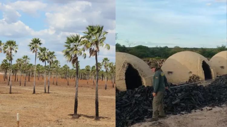Piauí enfrenta queda acentuada na produção de carnaúba e carvão vegetal — Foto: Reprodução