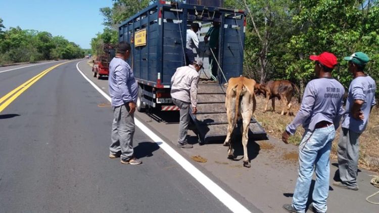 Com informações do blogdocoveiro